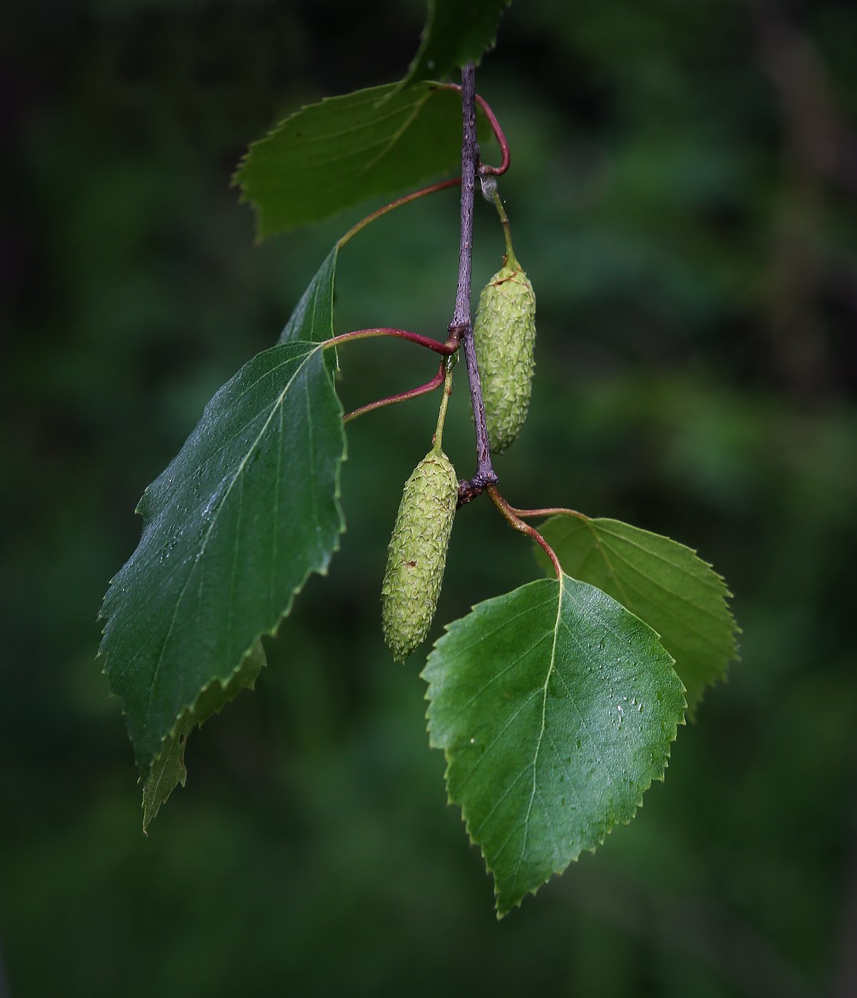 Betula pendula. Береза повислая Плантариум. Betula pendula Alba verrucosa. Betula saposhnikovii.