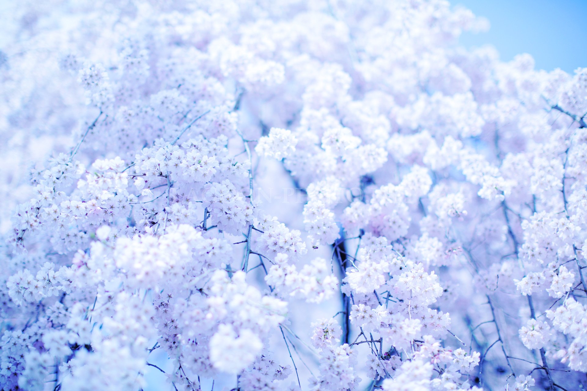 Красивая картинка со снегом. Зимние цветы. Снежные цветы. Голубые цветы. Цветы зимой.
