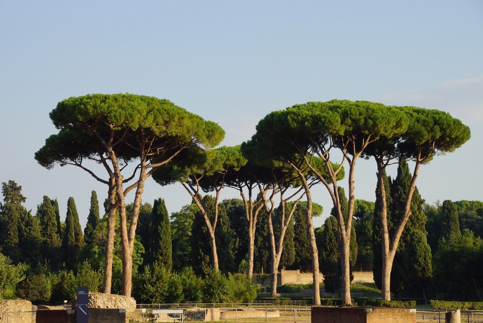 Греческое название растения. Сосна Пиния Рим. Сосна Пиния в Италии. Пиния (Pinus pinea). Итальянские сосны пинии в Италии.