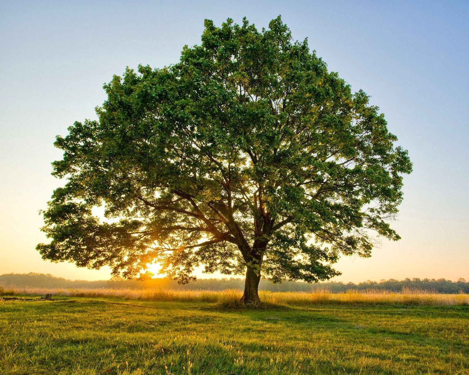 Better trees. Тамаловое дерево. Тополь раскидистый. Красивый дуб. Дереро.