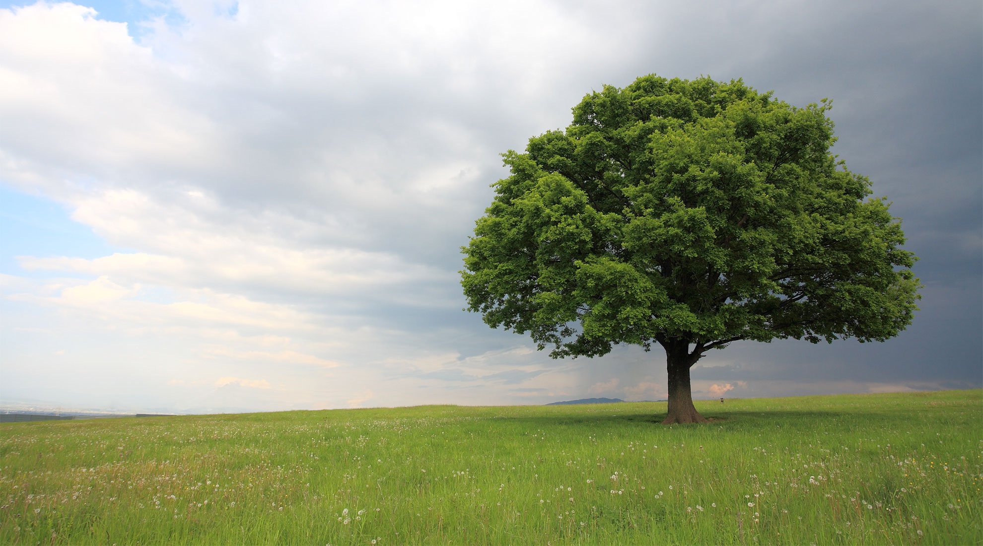 Tree pictures. Раскидистая крона дуб. Дуб ПРЯМОСТВОЛЬНЫЙ. Красивое дерево. Дуб дерево.