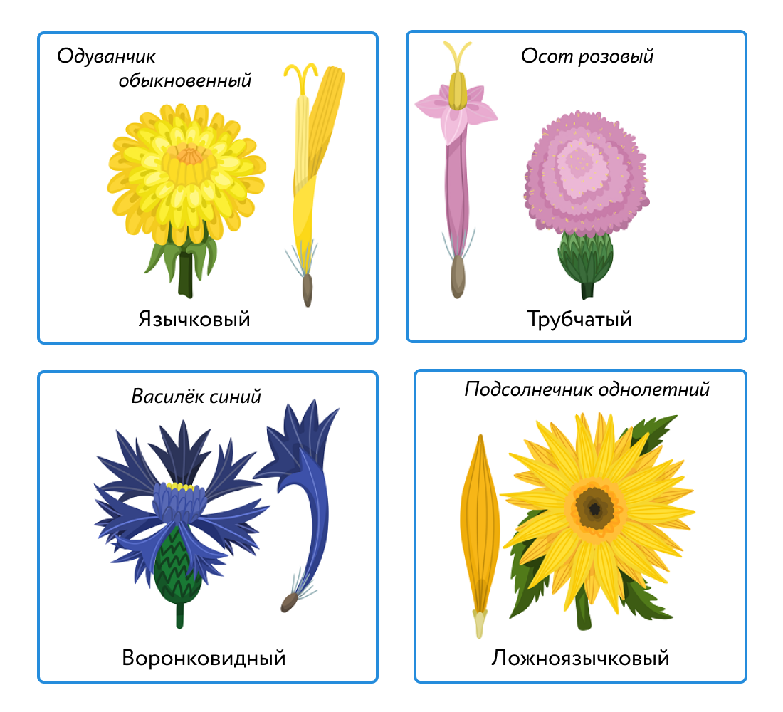 Сложноцветные относятся к однодольным. Цветки трубчатые язычковые воронковидные. Ложноязычковые цветки сложноцветных. Семейство Астровые ложноязычковые. Язычковые и ложноязычковые цветки.