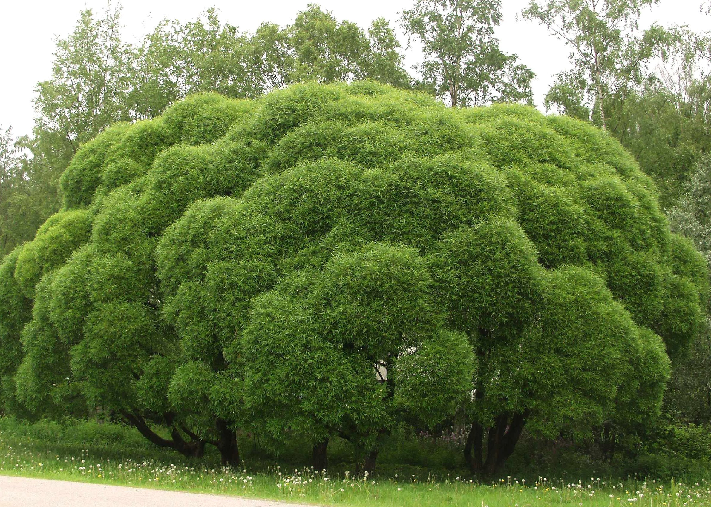 Кустарник из которого. Ива ломкая шаровидная. Ива ломкая bullata. Ива ломкая шаровидная Булата. Ива ломкая Salix fragilis.