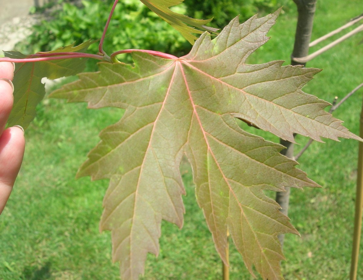 Листья кленов похожие на лапы резко