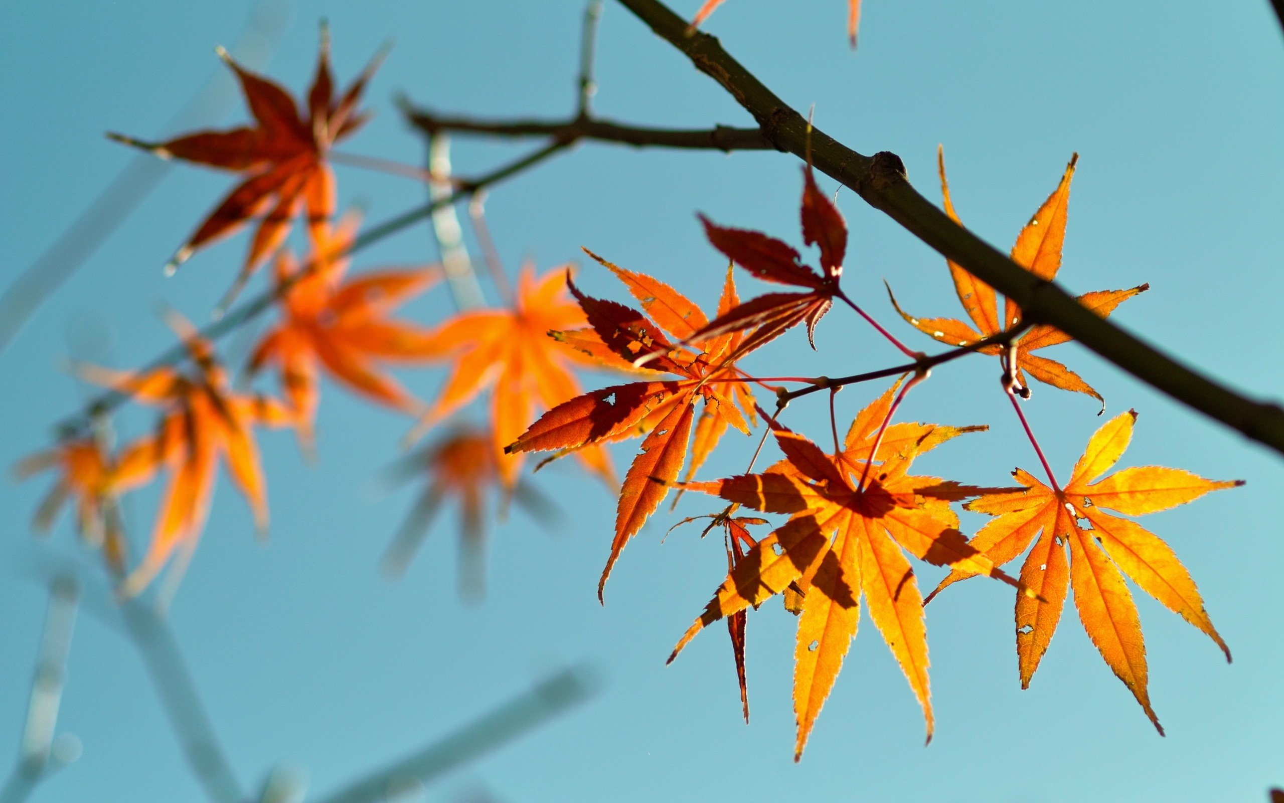 Ветка осенних листьев. Ветка с кленовыми листьями. Ветви деревьев с листьями. Оранжевый лист. Ветка с осенними листьями.