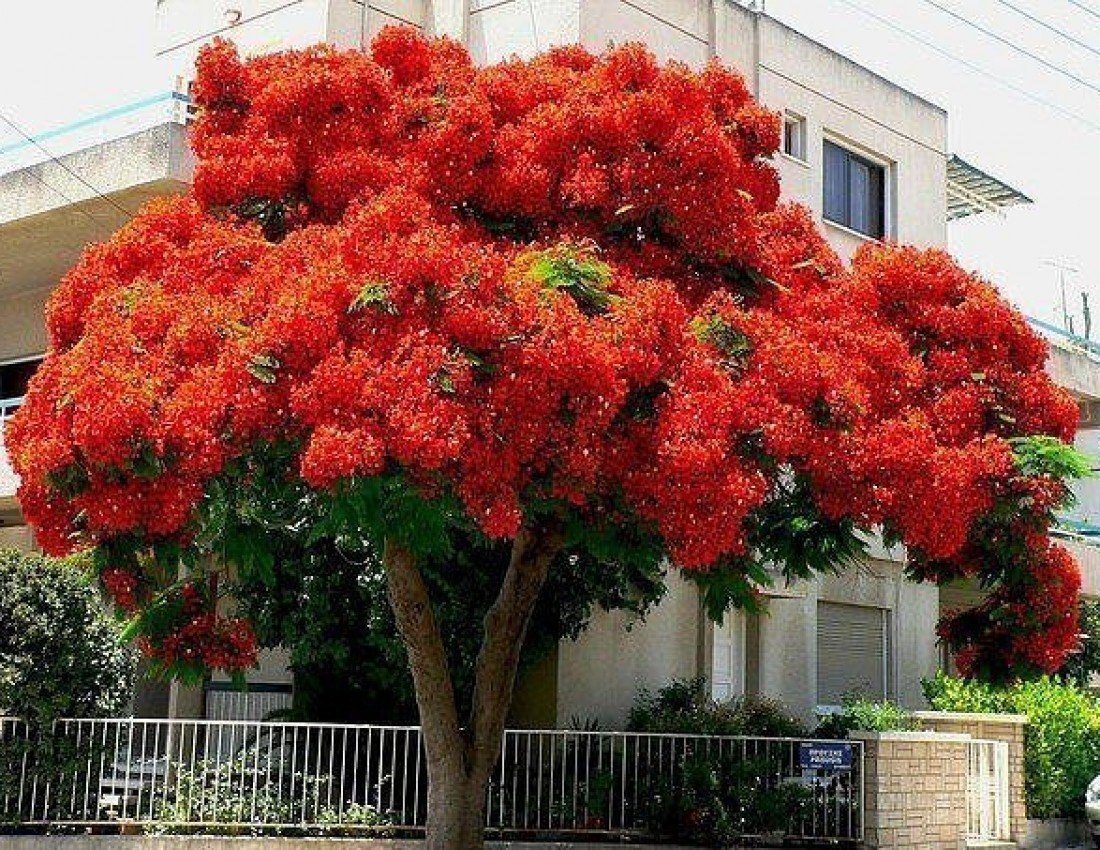 Деревья цветущие красным цветом. Делоникс Королевский. Огненное дерево Делоникс Королевский. Оникс Королевский дерево. Делоникс Королевский семена.
