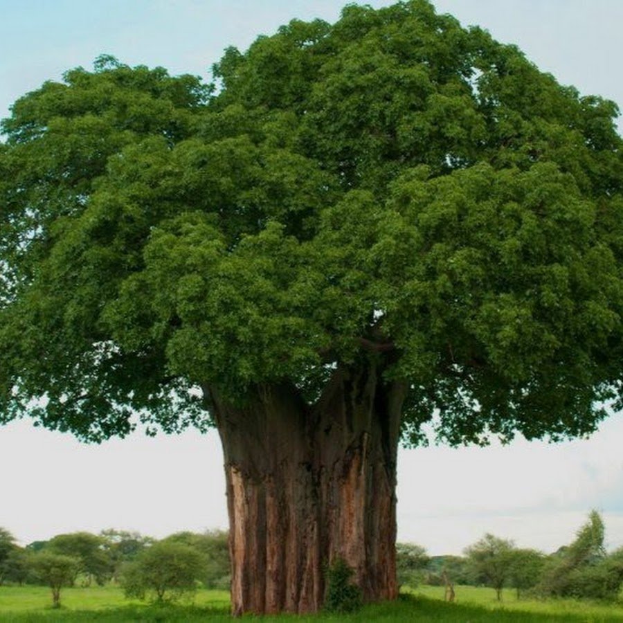 Очень толстой дерево. Пышное дерево. Крона дерева. Дерево с пышной кроной. Тонкое дерево.