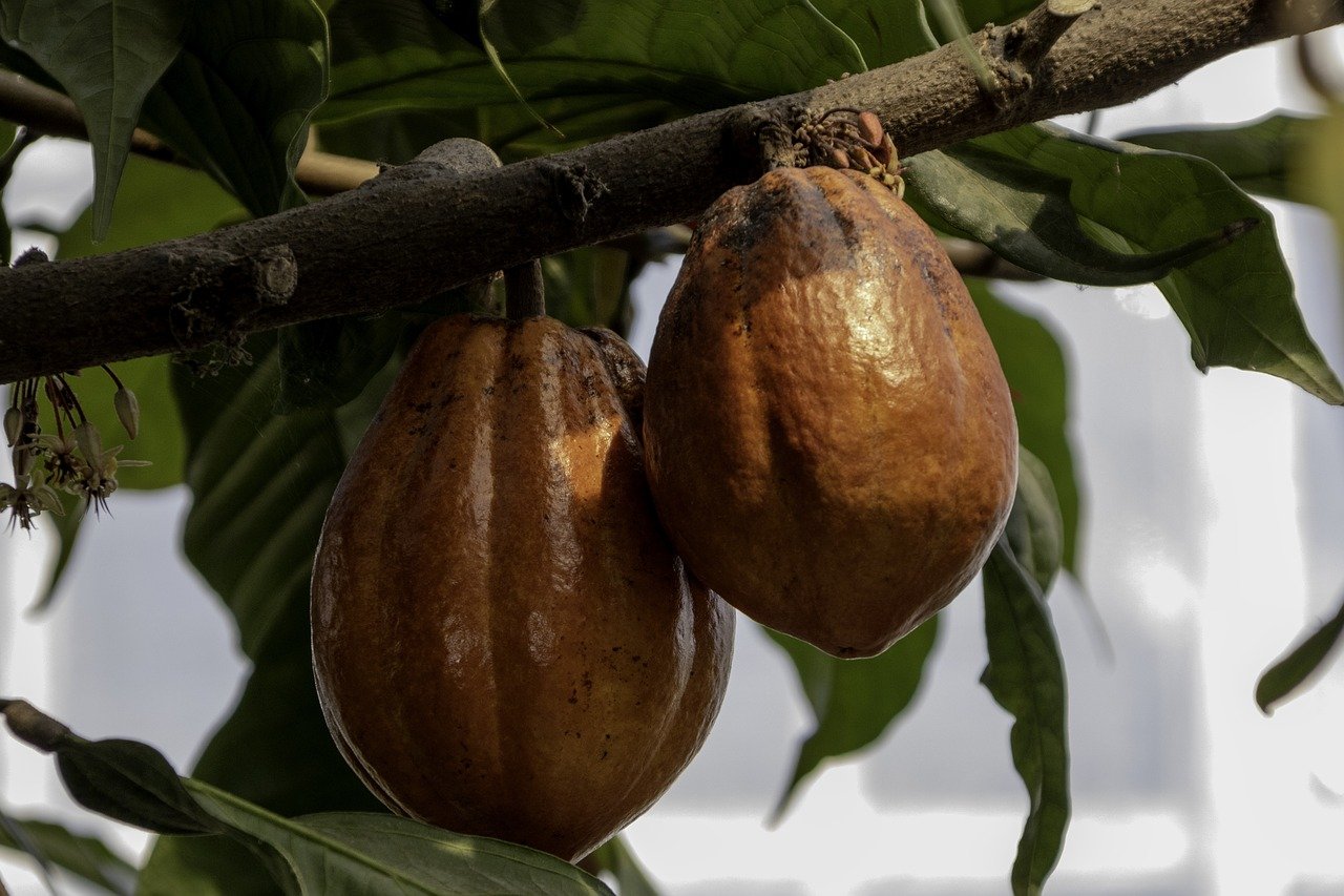 варенье из плодов шоколадного дерева фото