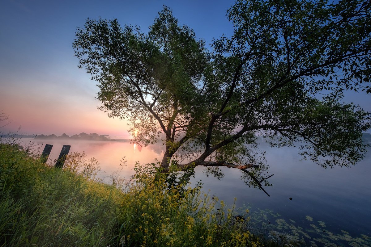 дерево в реке