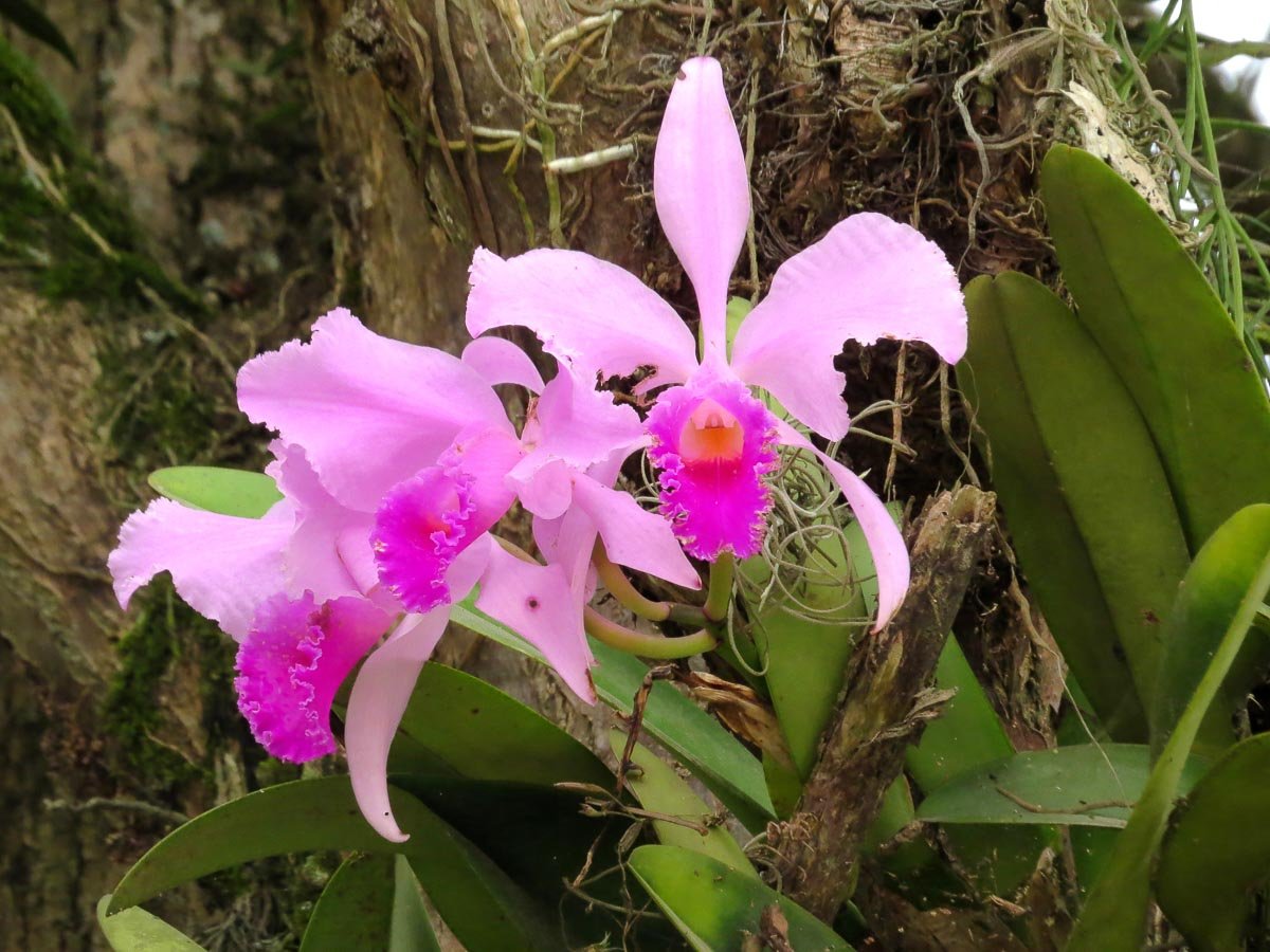 Орхидея Cattleya trianae