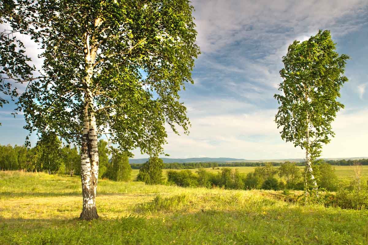 Клен и береза рядом