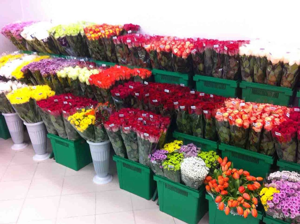 Купить цветы в горшках саратов