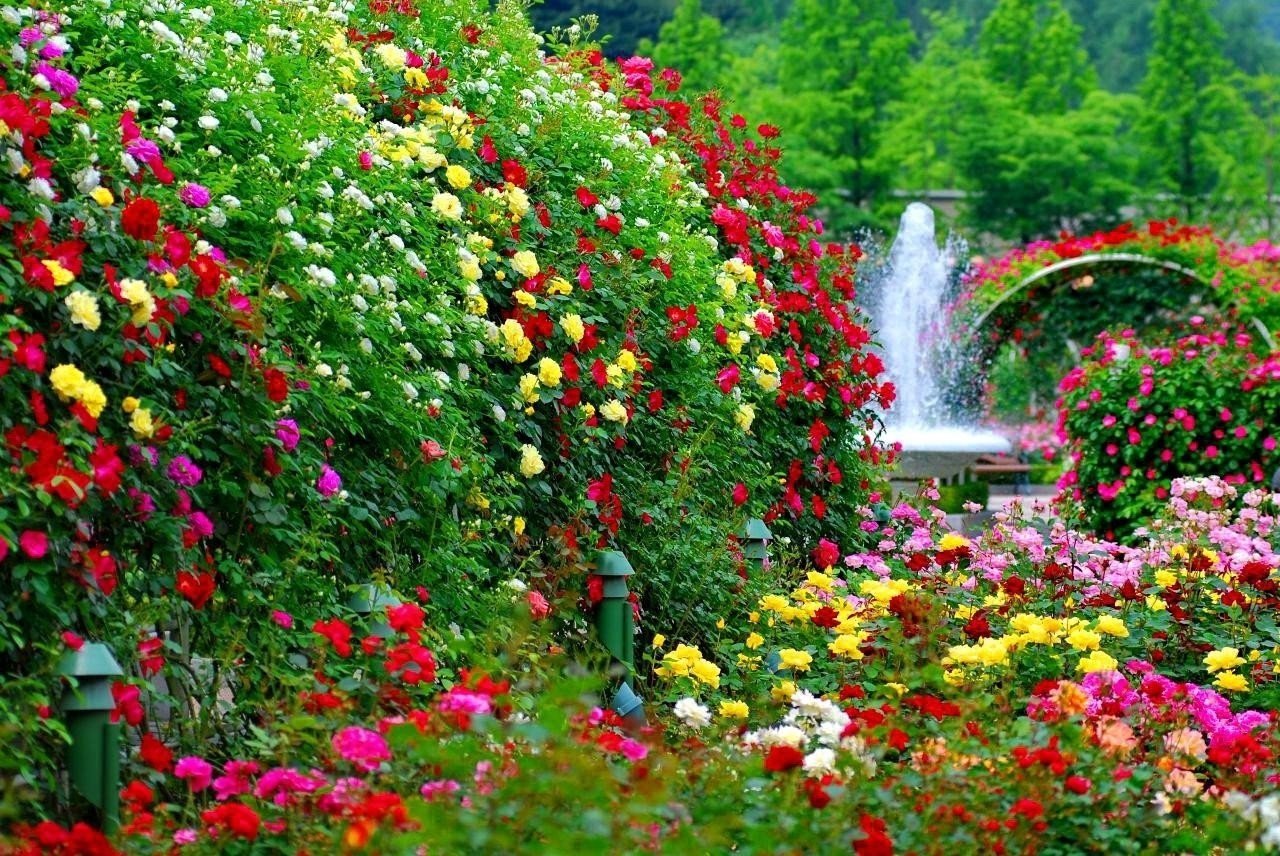 Видео сада с цветами. Гюлистан-сад роз. «Гюлистан» - «сад роз». В Персии. Никитский Ботанический сад розарий фонтан.