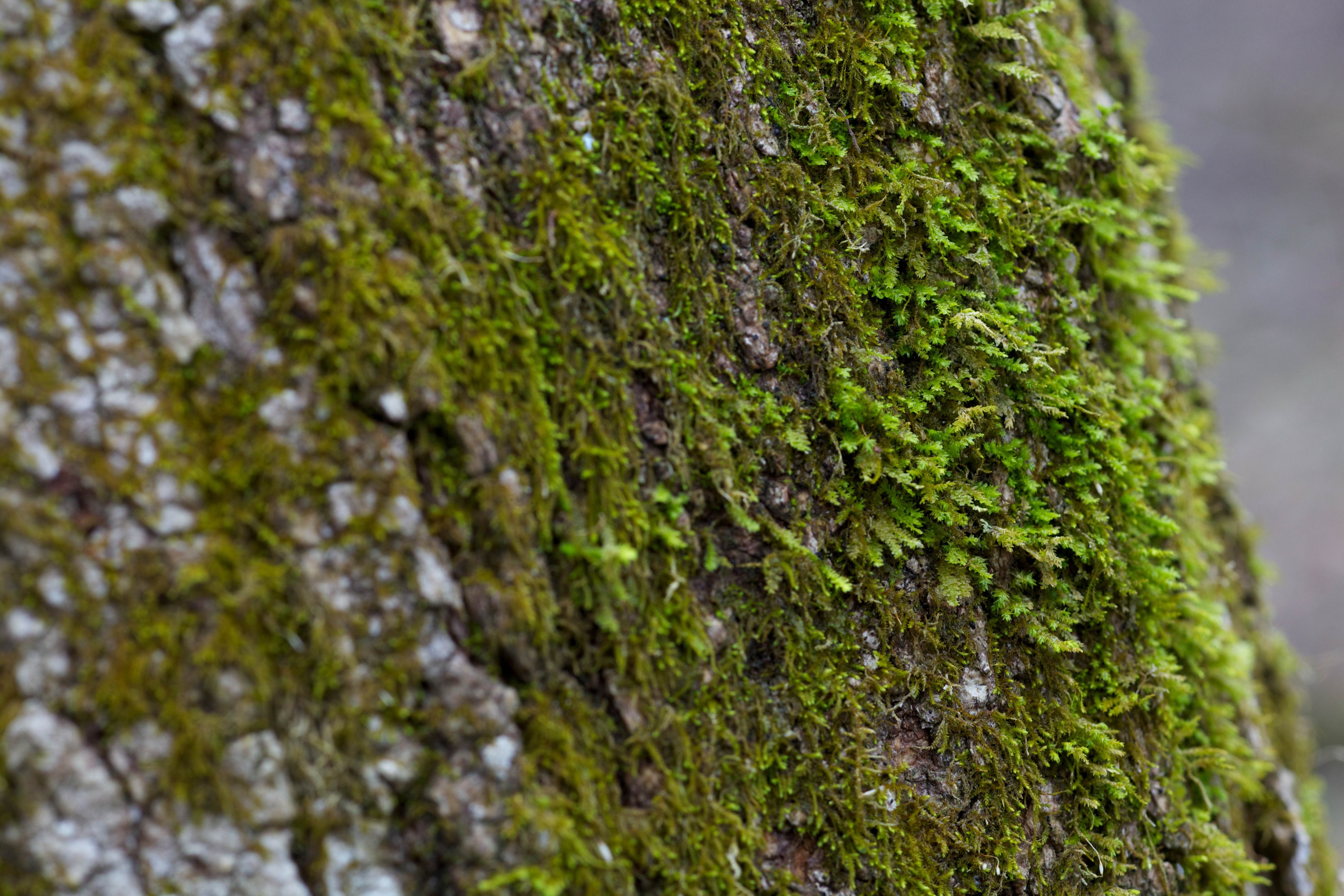 Лишайники на стволах деревьев. Трентеполия лишайник. Лишайник ягель зеленый. Лишайник на коре дерева. Плеврококк водоросль.