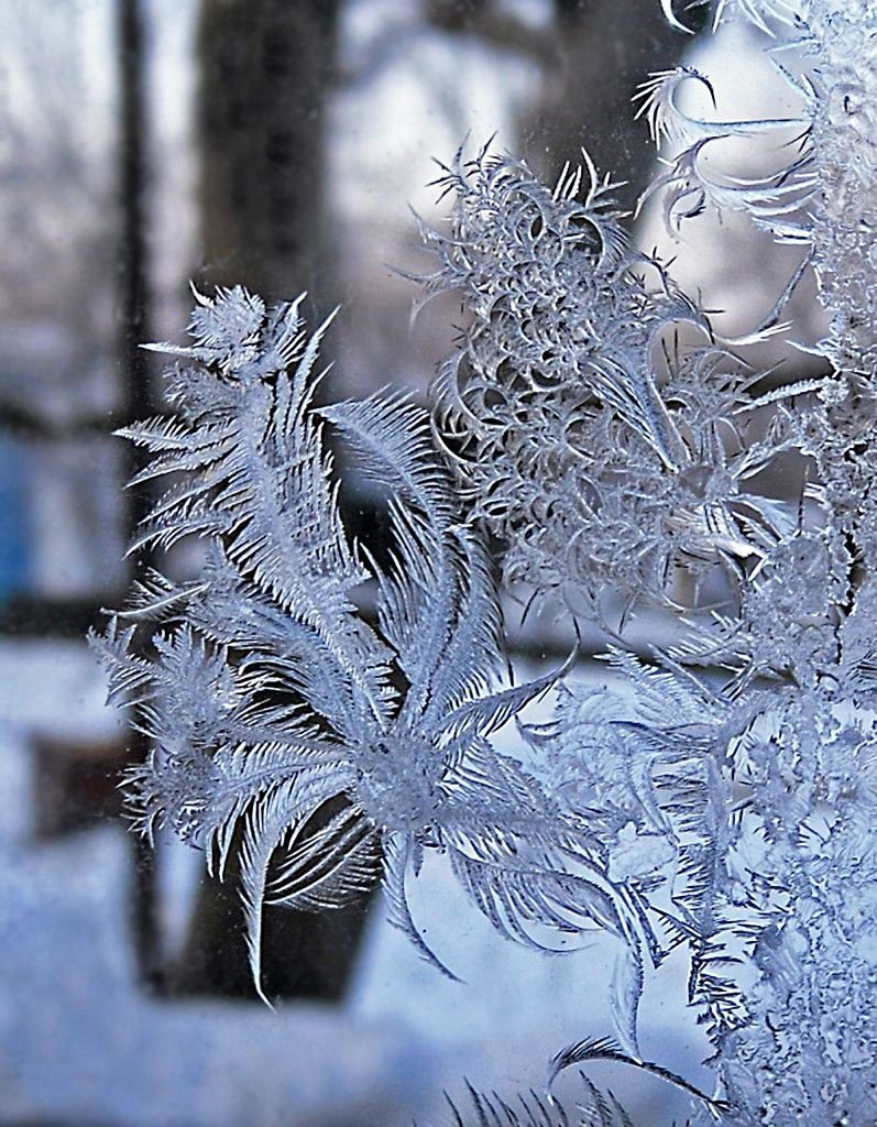 Ледяное дерево