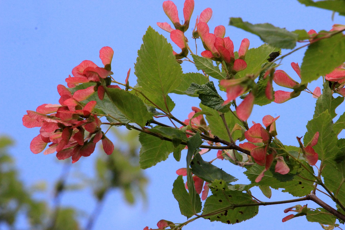 Клен татарский. Клен татарский черноклен. Acer tataricum. Татарский клён дерево. Клен татарский (Acer tataricum l.).