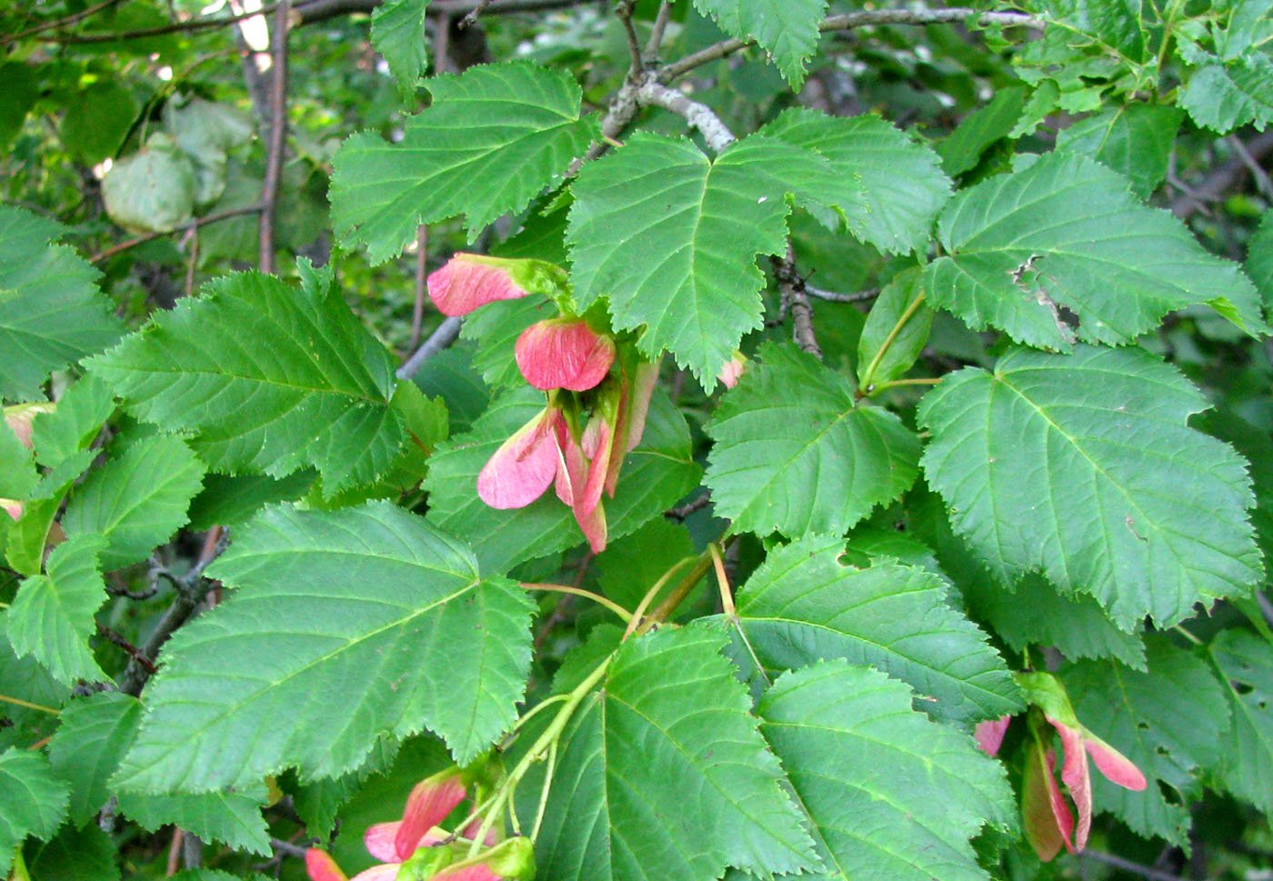 Клен татарский. Клен татарский, черноклен (Acer tataricum). Клен татарский Acer tataricum. Клен татарский (Acer tataricum l.). Клен татарский Acer tataricum дерево.