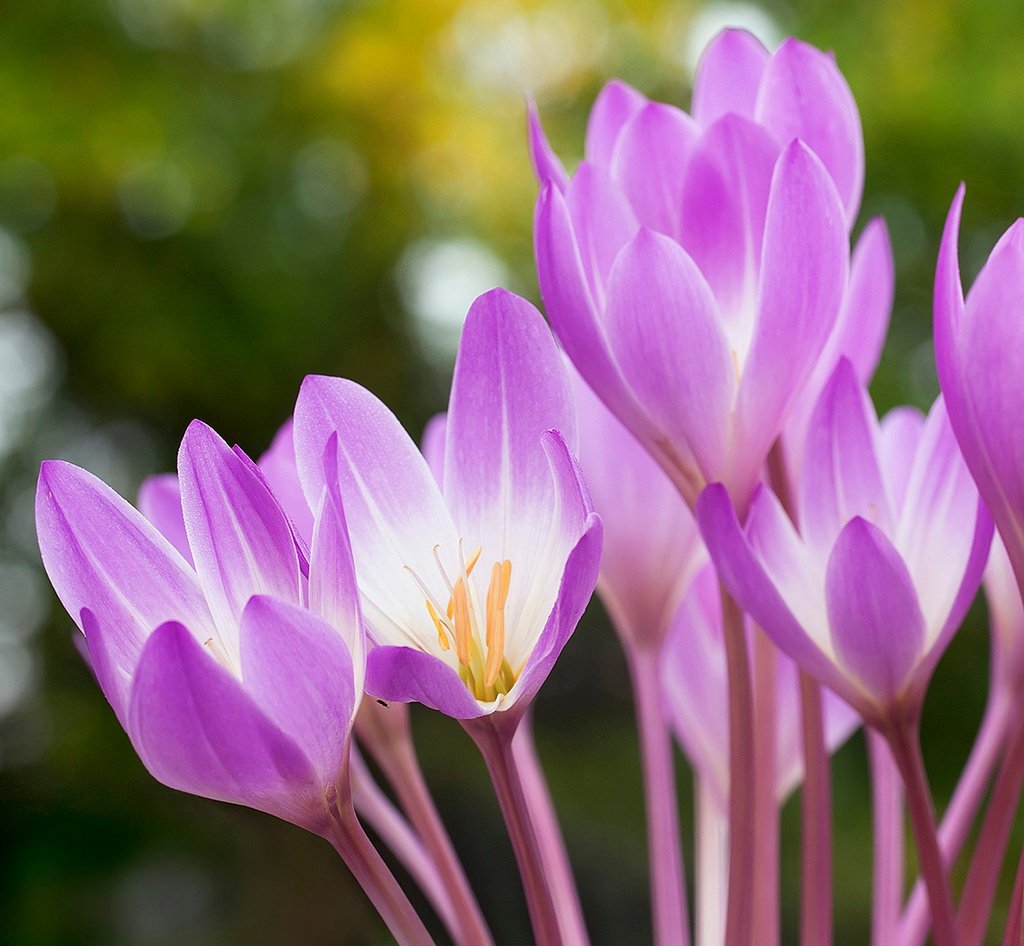 Крокус осенний безвременник. Безвременник (Colchicum). Крокус безвременник Шафран. Цветы крокусы безвременник.