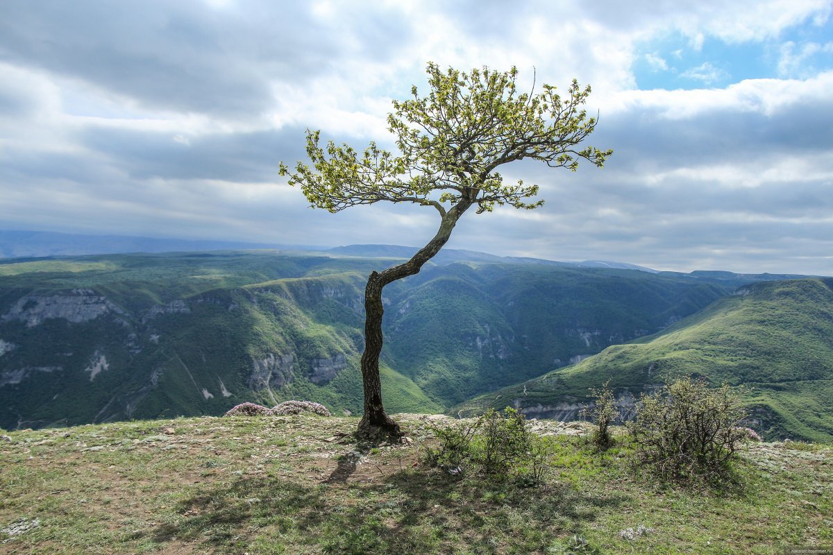 Деревья в дагестане