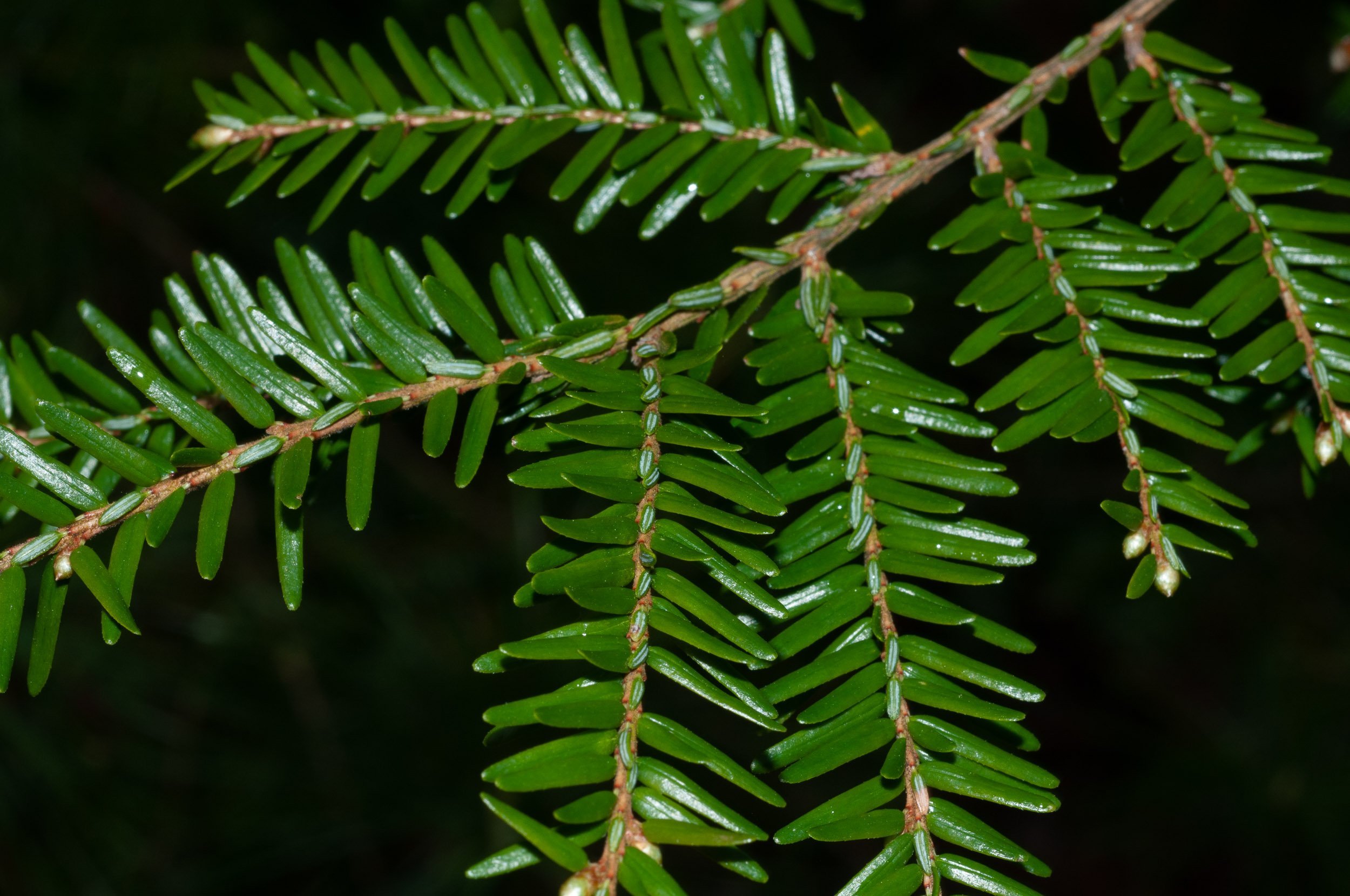 Растение похожее на елку. Тсуга хвоя. Сосна канадская (Tsuga canadensis). Тсуга листья. Вечнозеленые хвойные деревья.