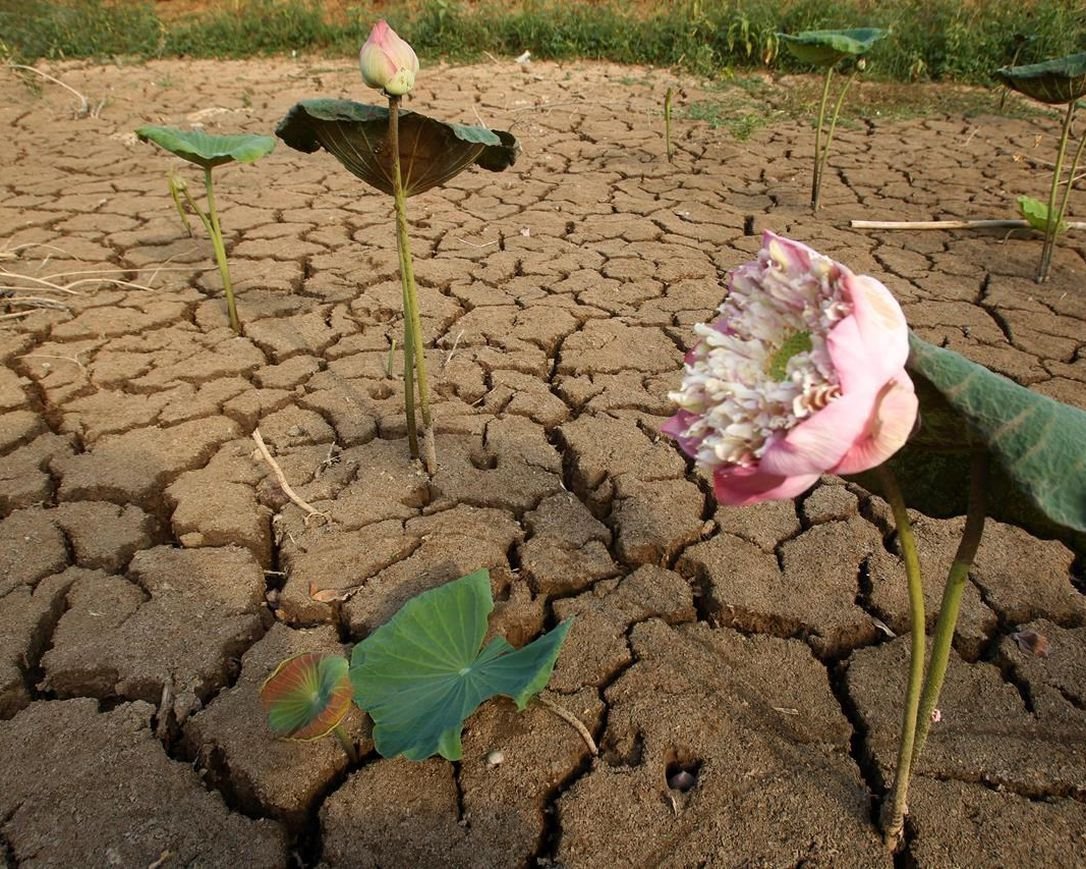 Гибнущие земли. Засуха растений. Цветок в засухе. Умирающие растения. Гибель растений от засухи.