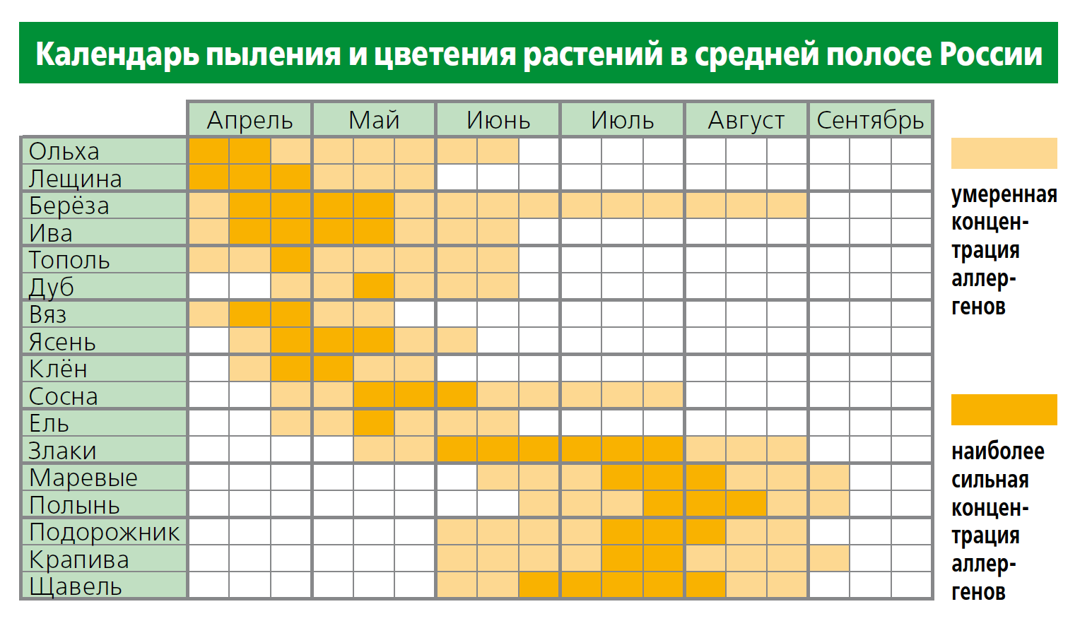 Цветение березы для аллергиков. Поллиноз периоды цветения. Таблица аллергии на цветение. Календарь цветения в Сибири для аллергиков. Цветение деревьев по месяцам.
