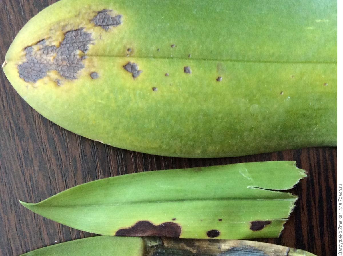Болезни растений коричневые пятна. Бактериальная пятнистость фаленопсис. Фаленопсис черная пятнистость. Антракноз орхидей фаленопсис. Щитовка орхидей фаленопсис.