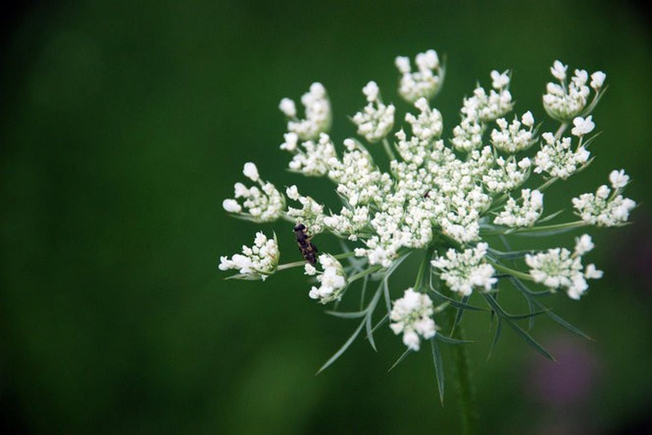 Daucus carota цветок