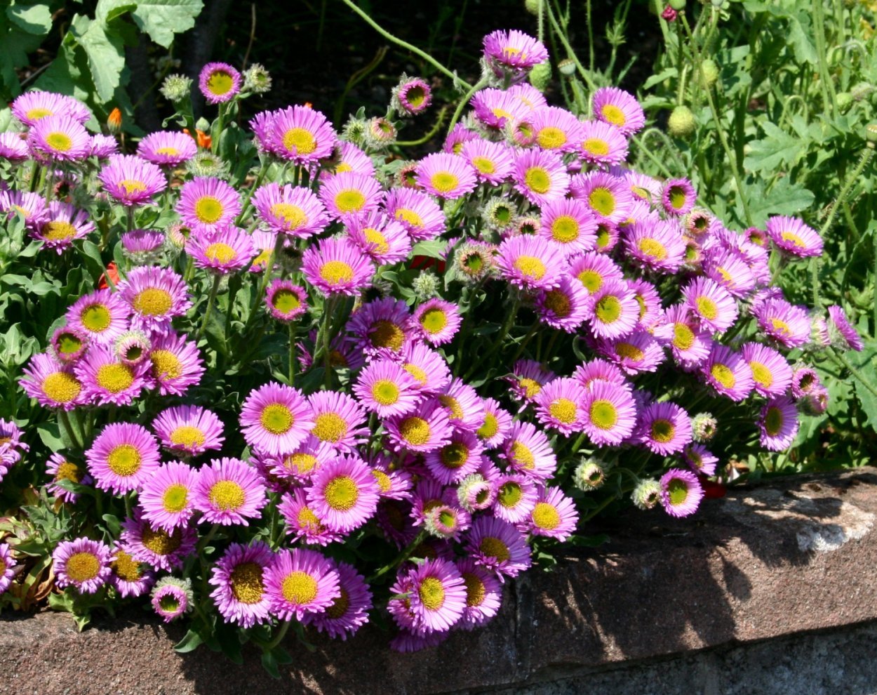 Эригерон Карвинского Erigeron karvinskianus