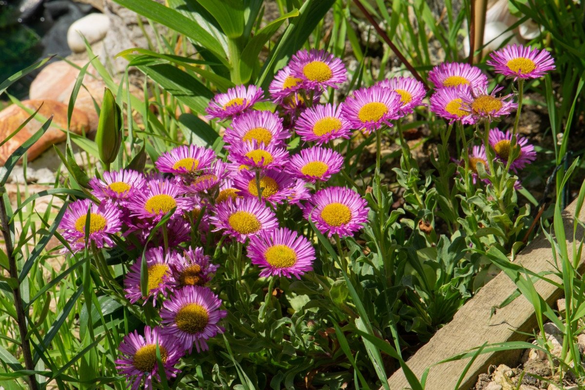 Мелколепестник grandiflorus