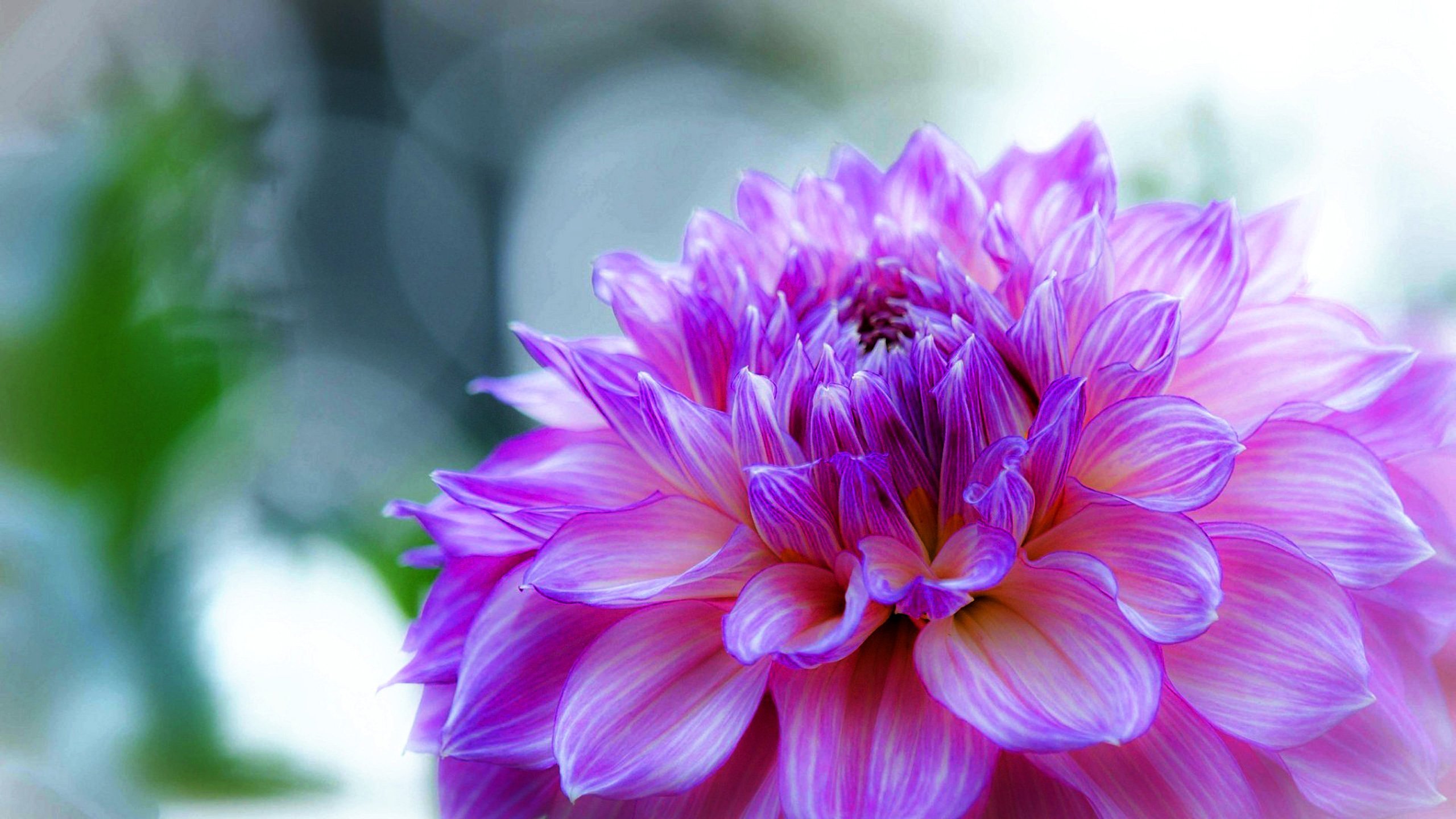 Георгины Purple Bouquet