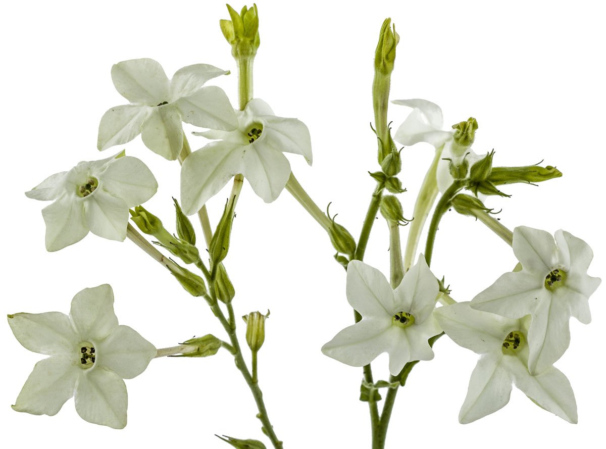 Табак душистый Nicotiana suaveolens