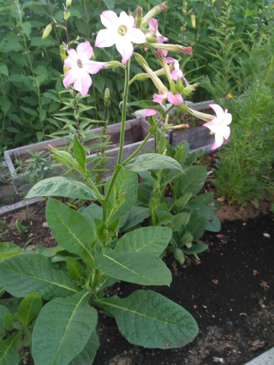 Nicotiana Hesperis