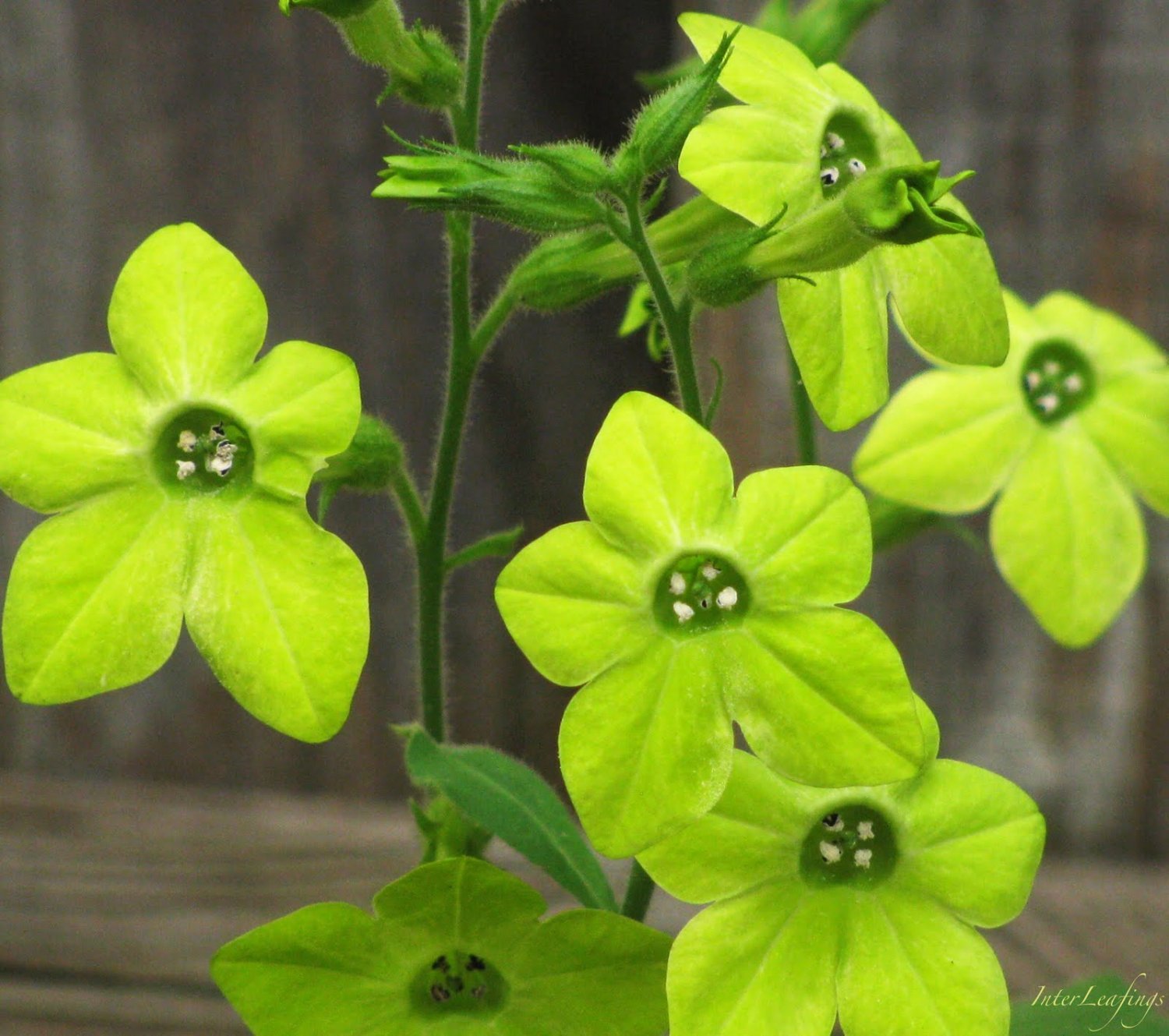 Табак душистый Nicotiana suaveolens