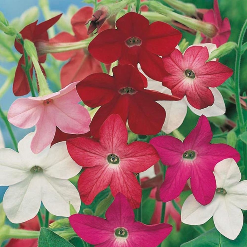 Табак душистый Nicotiana Avalon Mixed