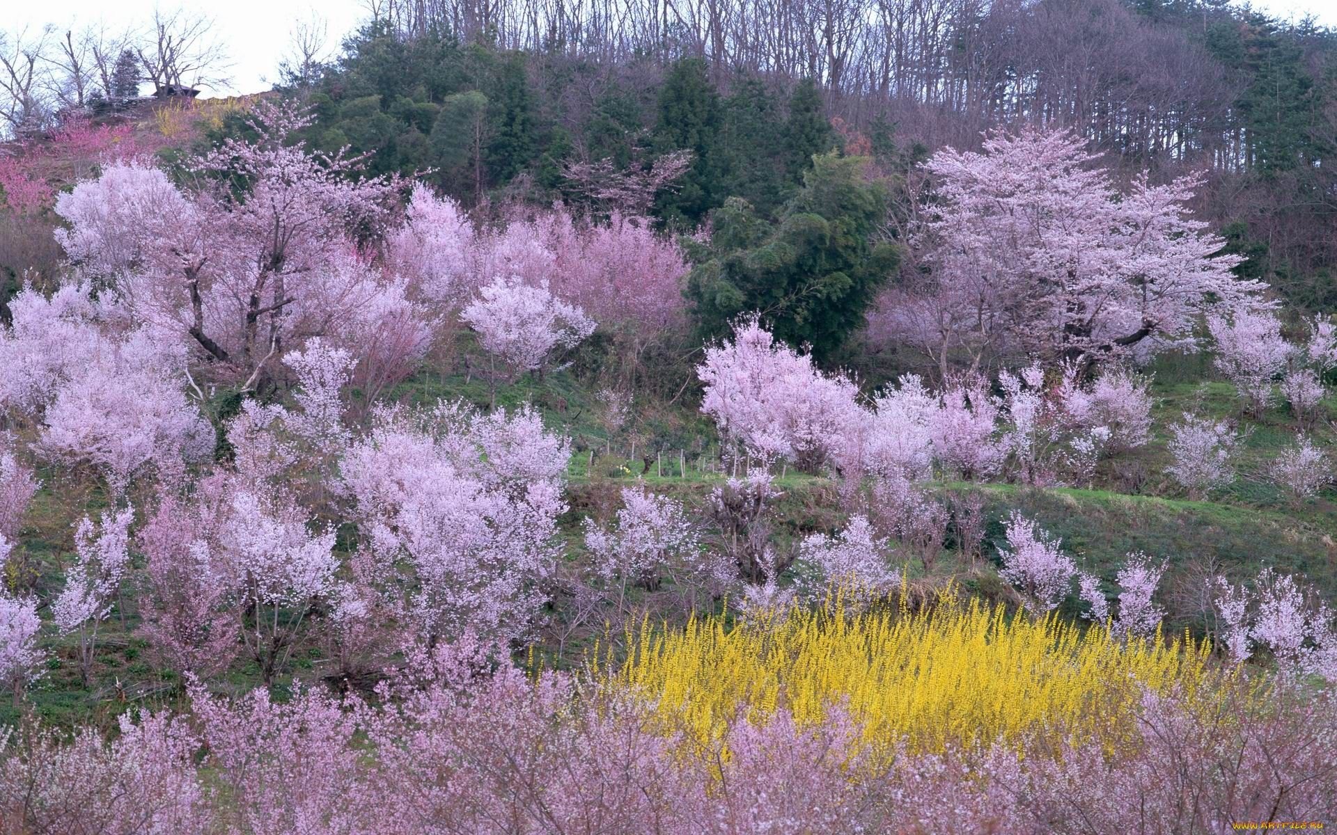 Что есть весной в природе. Цветущие сады. Весенний сад. Цветущие деревья для сада. Сад в цвету.