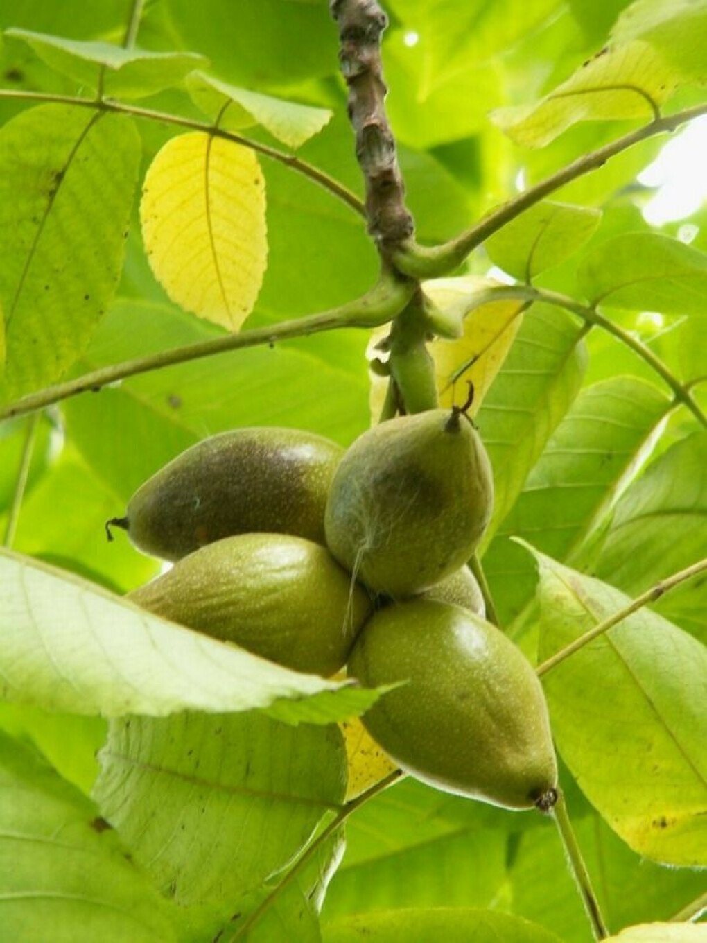 Крупнейший плод дерева. Орех маньчжурский (Juglans mandshurica). Орех маньчжурский (Juglans nigra l.). Орех маньчжурский(Juglans mandshurica Maxim). Орех маньчжурский - Juglans mandshurica плод.