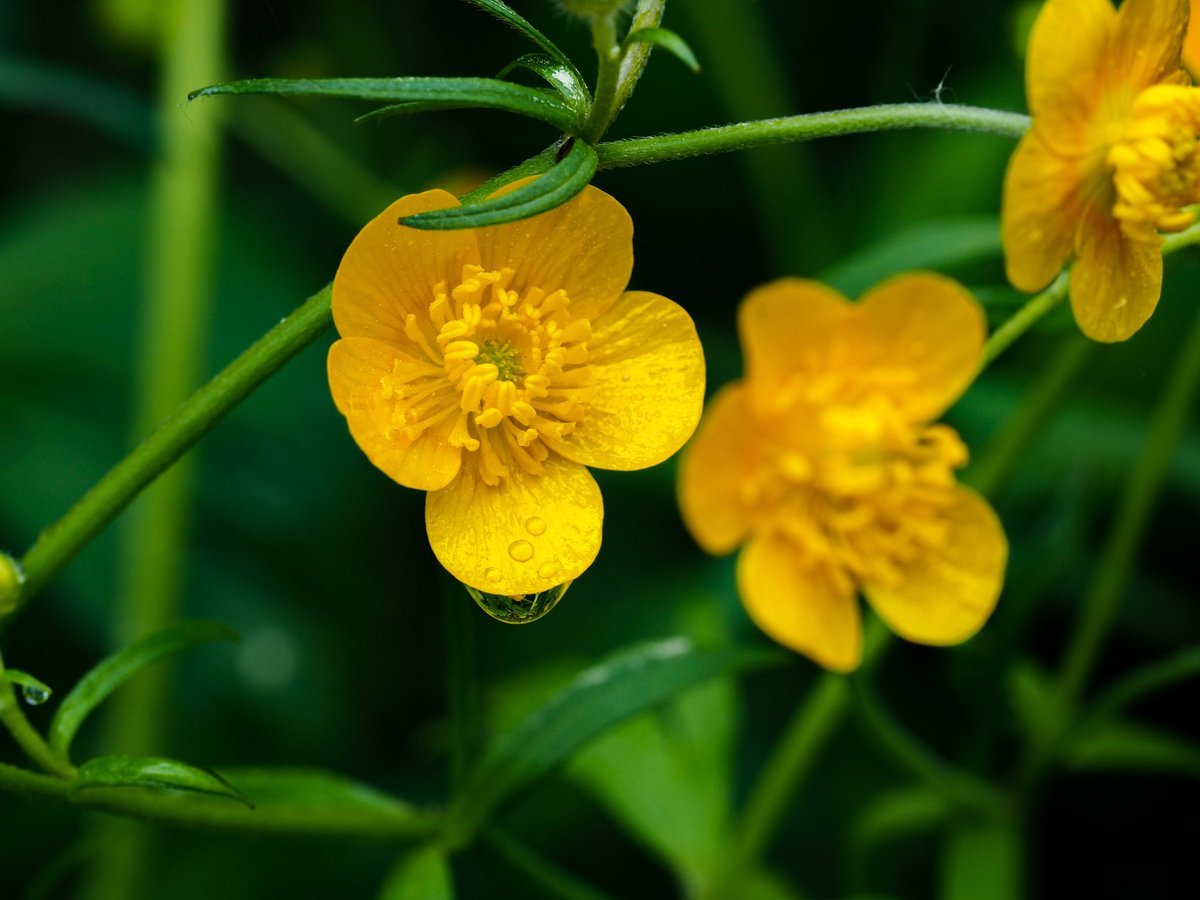 Лютик едкий (Ranúnculus Ácris