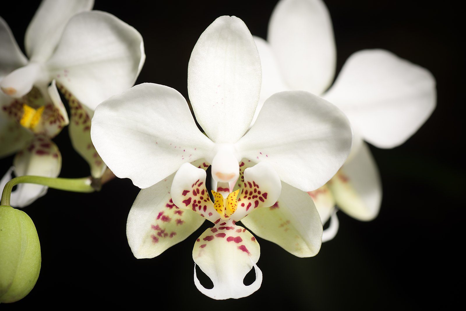 Phalaenopsis stuartiana