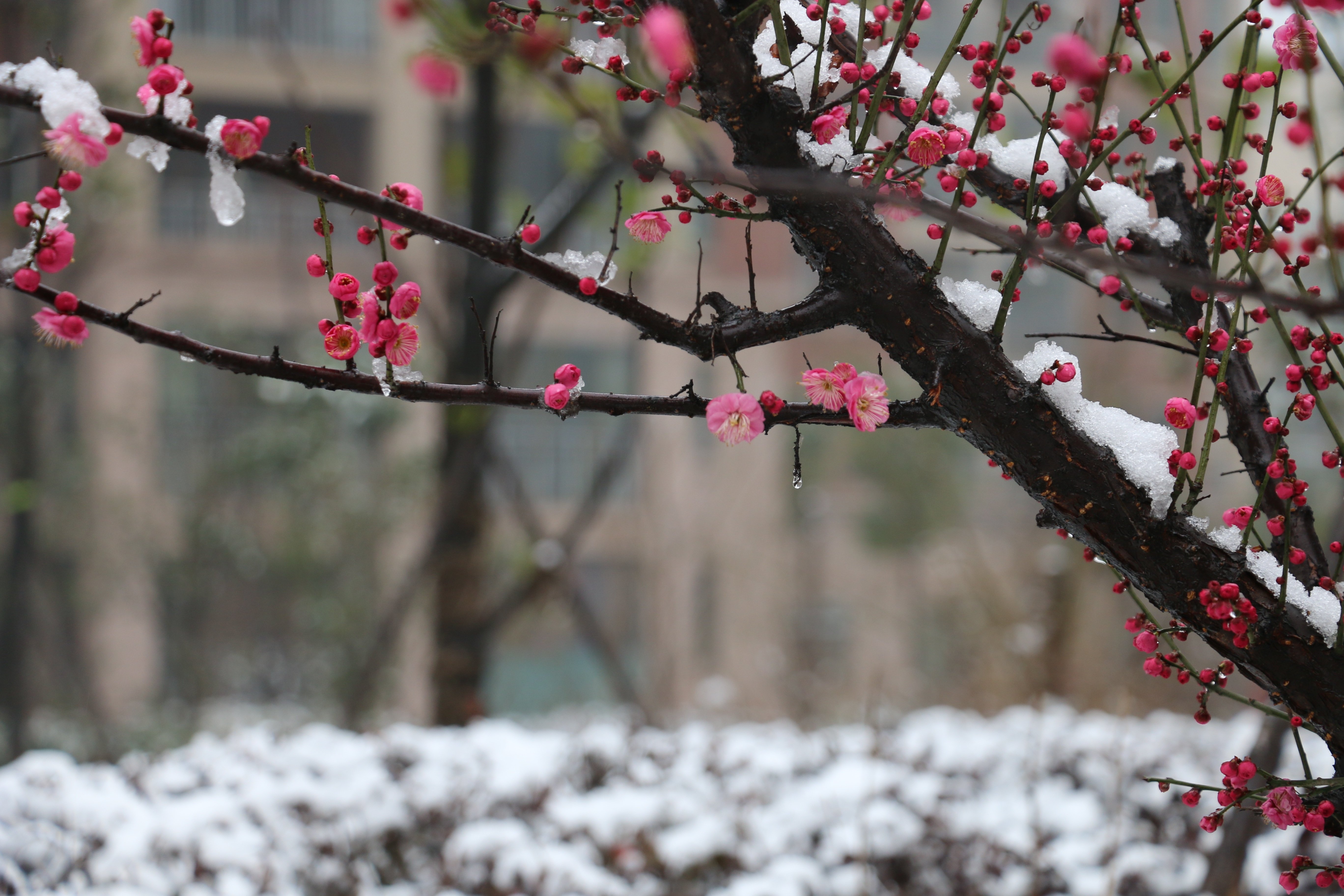 Plum blossom. Японская слива Умэ. Мэйхуа зимняя слива. Цветы Умэ японская слива зимой.