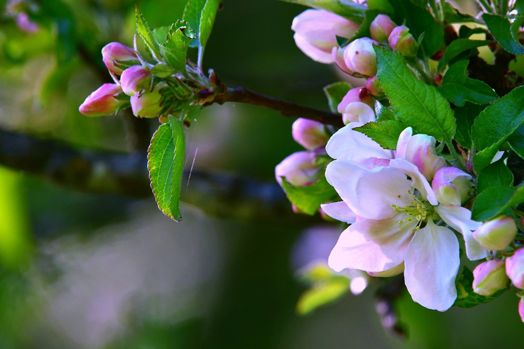 Яблони цветут весной. Яблоня макинтош цветение. Яблоня Раечка. Цветущая айва Яблоневая. Яблоня красивоцветущая.
