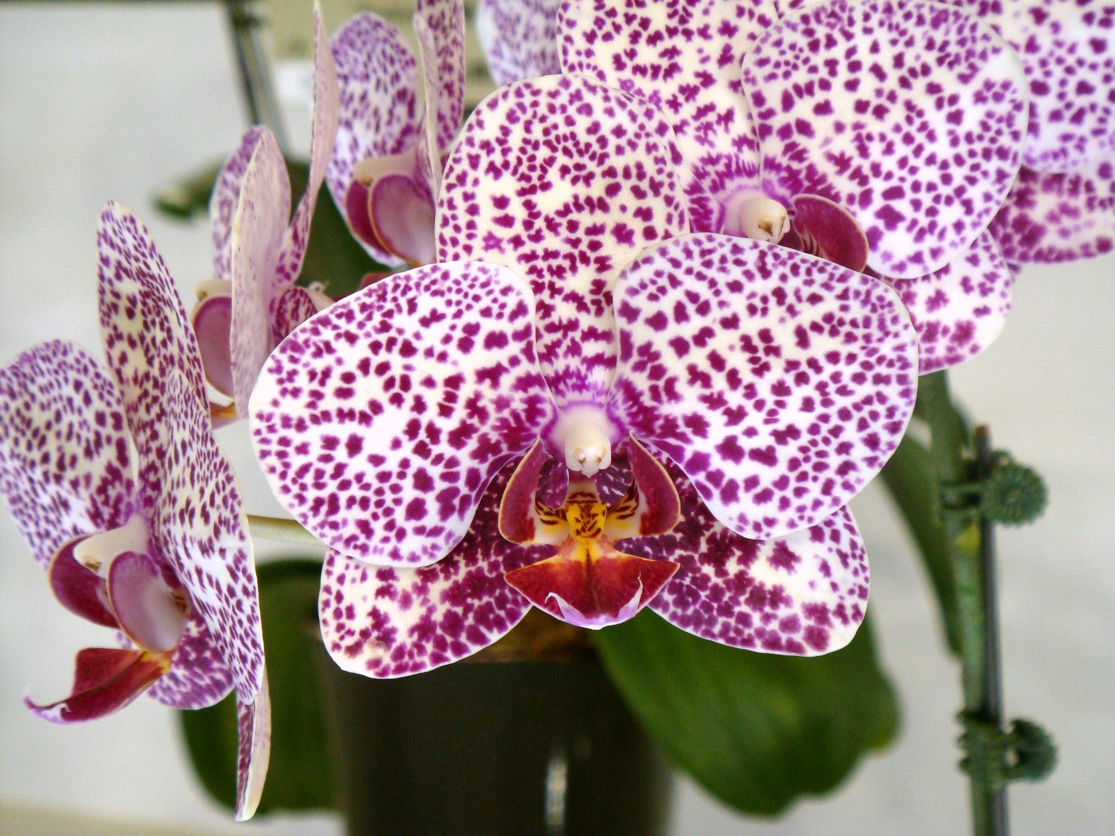 Орхидея Галакси