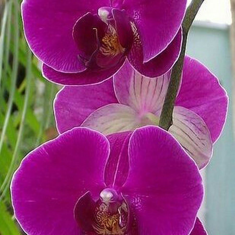 Фото орхидеи голливуд