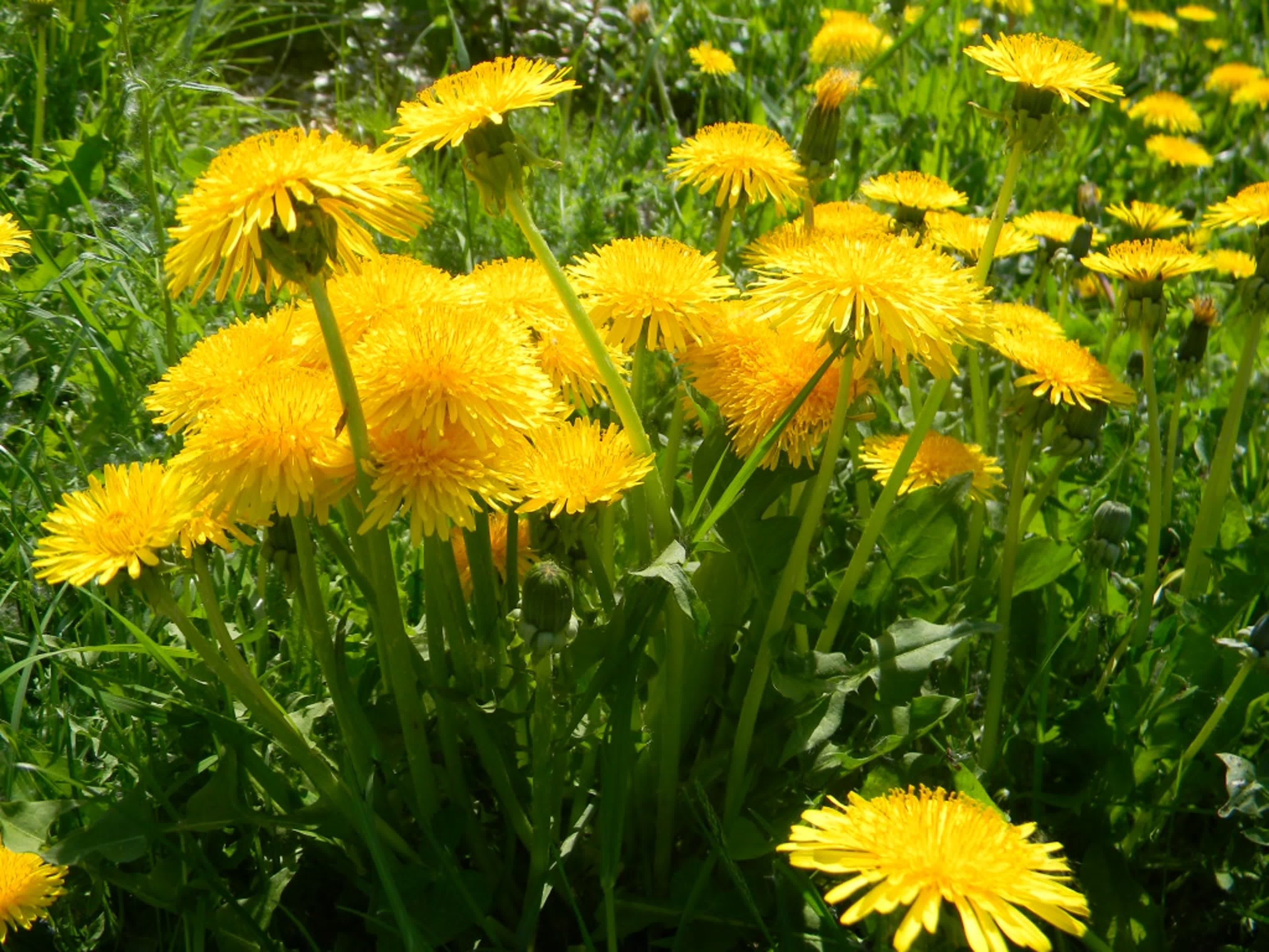 Одуванчик почвах растет. Одуванчик полевой лекарственный. Желтый Луговой цветок Кульбаба. Одуванчик полевой обыкновенный. Одуванчик узколистный.