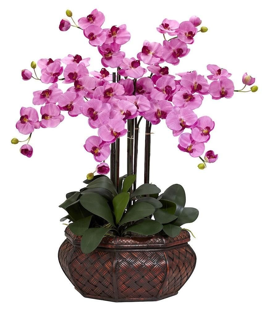 Орхидея кустистая - 77 фото