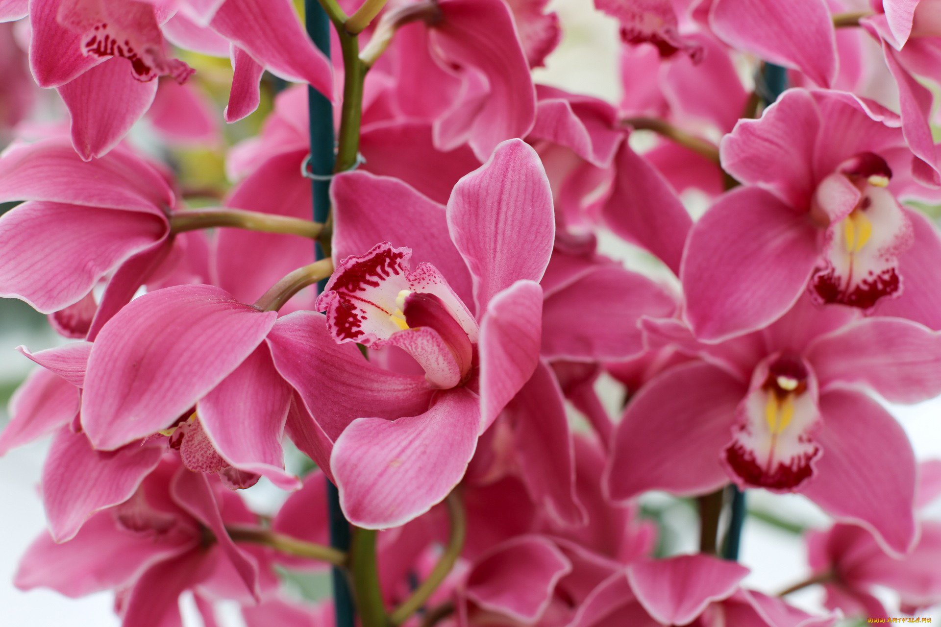 Flowers orchids. Фаленопсис Альбуфера. Орхидеи (Orchidaceae). Фаленопсис ред Сван. Орхидея Альбуфера.