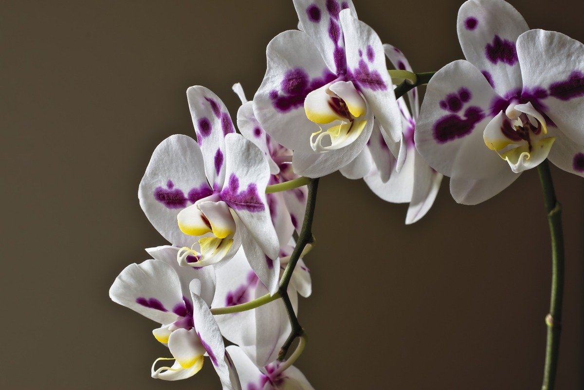 орхидея ченгду фото