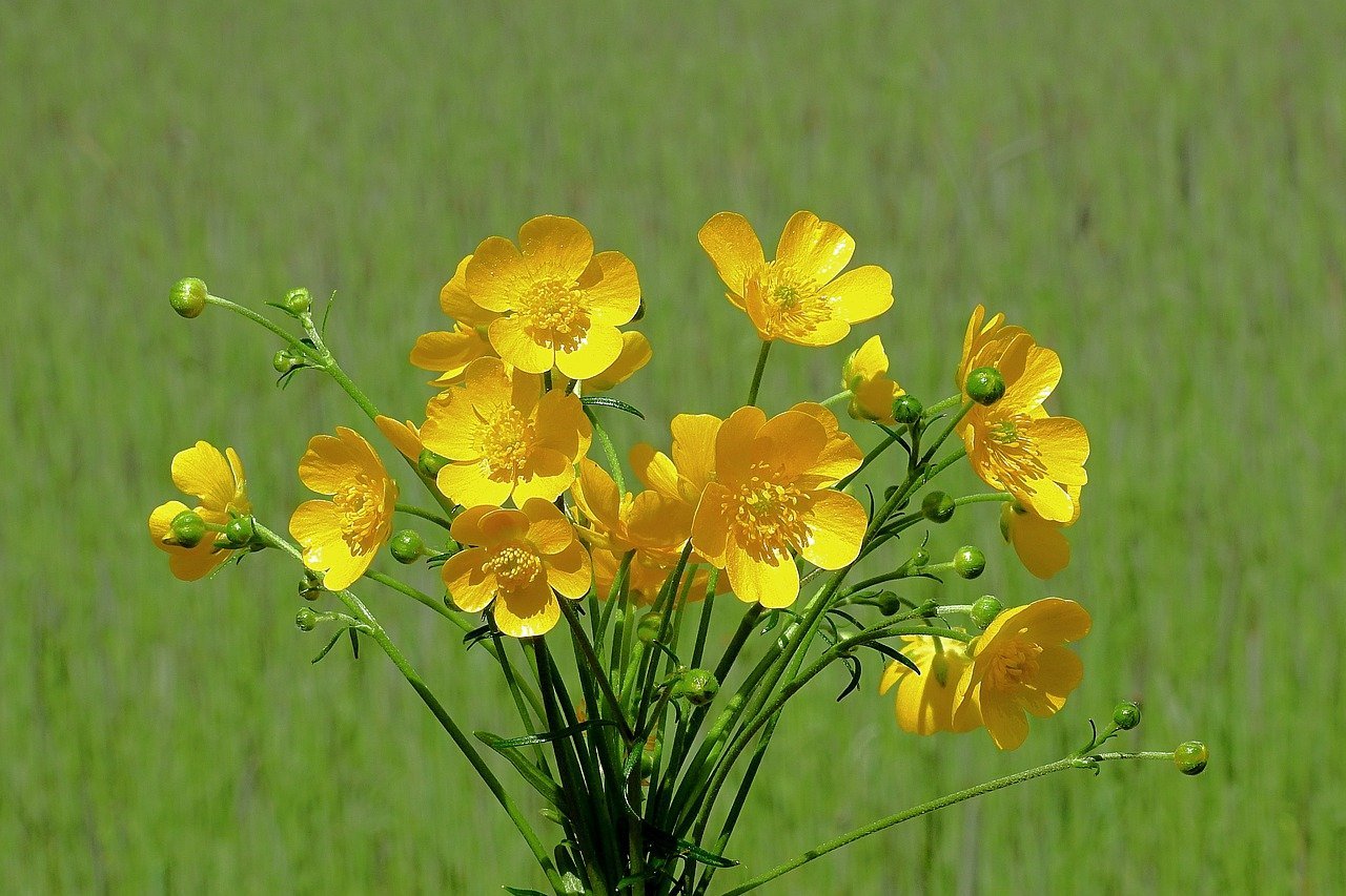 Фото лютика цветка. Полевые цветы лютики. Лютик полевой. Лютик болотный желтый. Полевые цветы желтые Лютик.