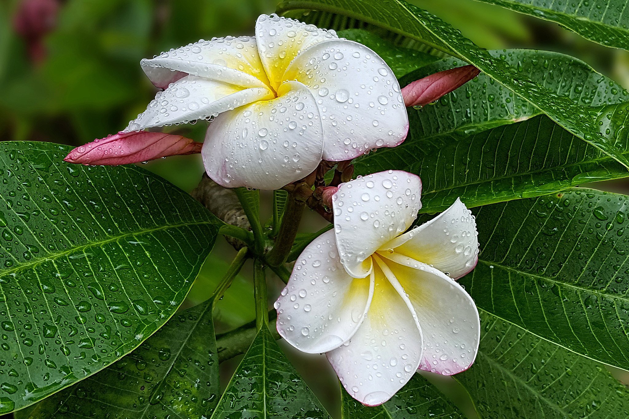Ароматный майский цветок