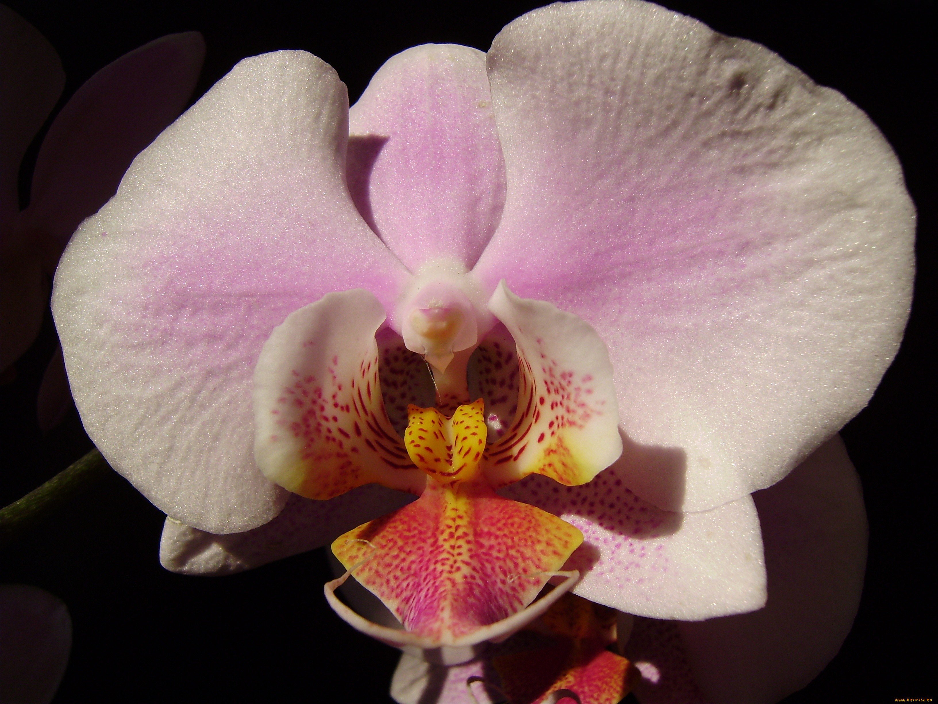 Амазонская Орхидея